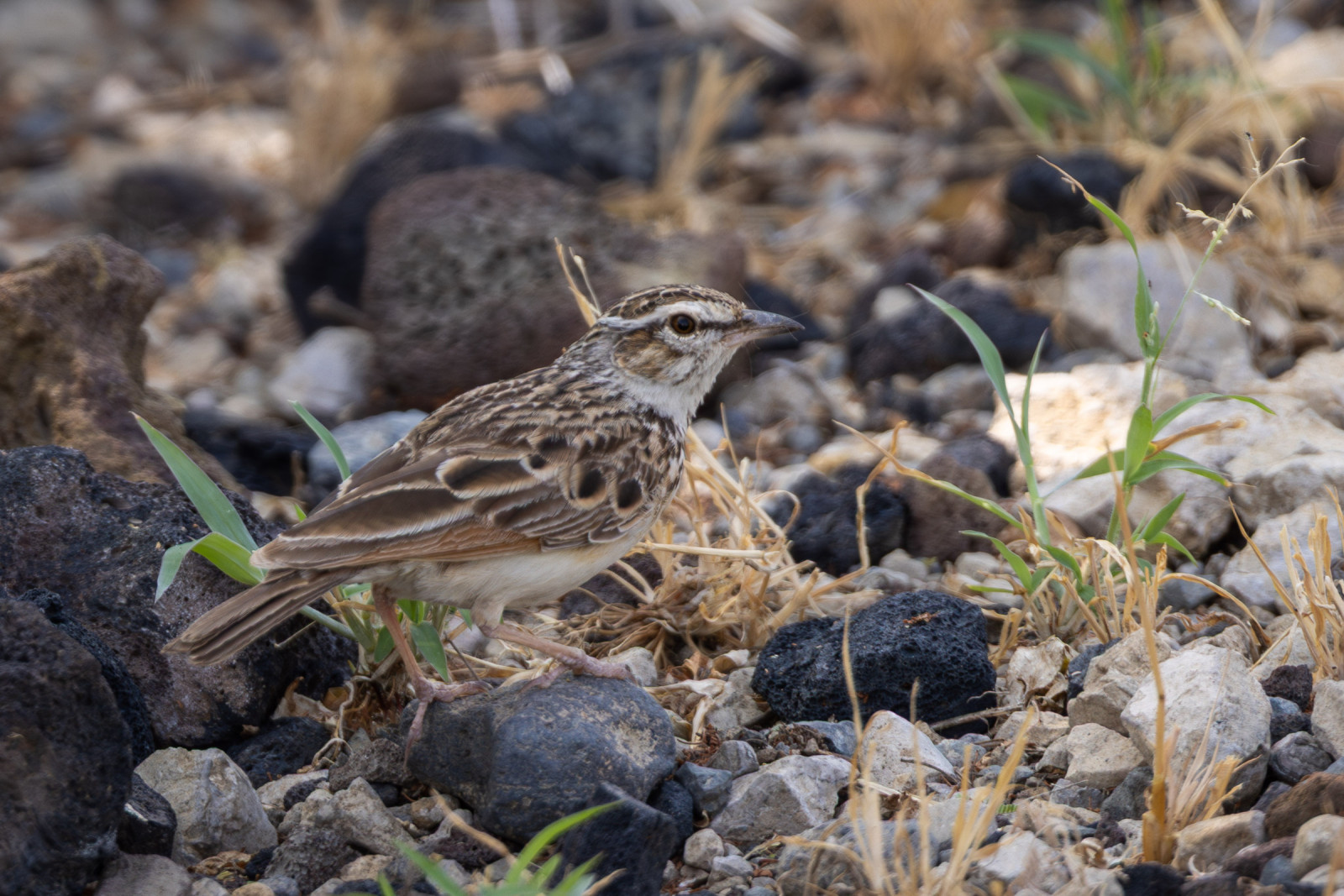 image Fawn-colored Lark